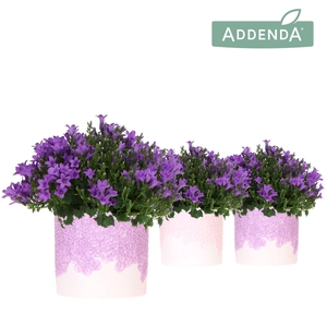 Campanula Addenda Ambella Intense purple in Bloom pot lila mix