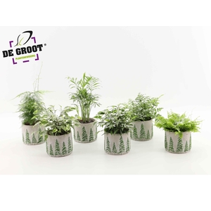 Groenmix besneeuw in kerst betonpot