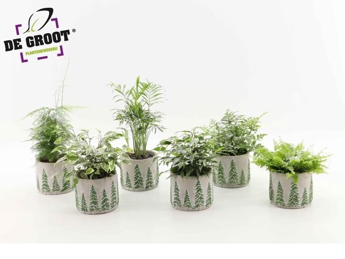 <h4>Groenmix besneeuw in kerst betonpot</h4>