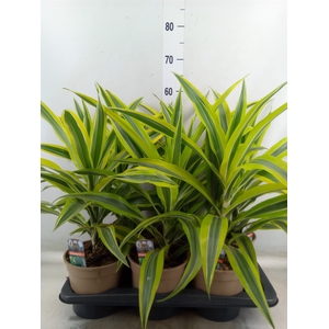 Dracaena fr de 'LemonLime'