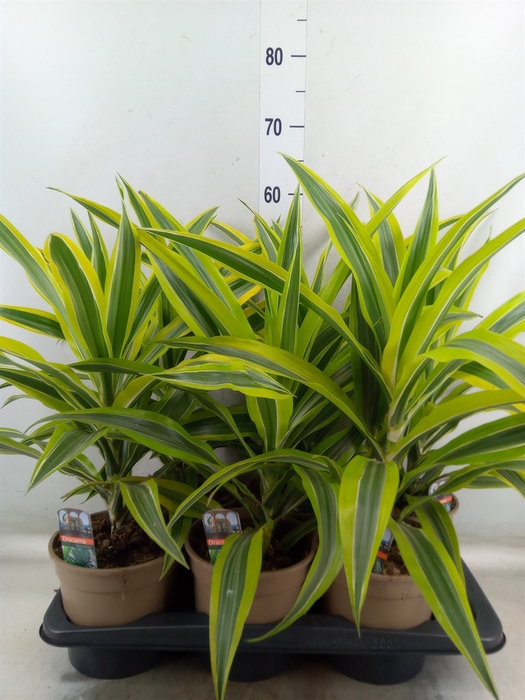 <h4>Dracaena fr de 'LemonLime'</h4>