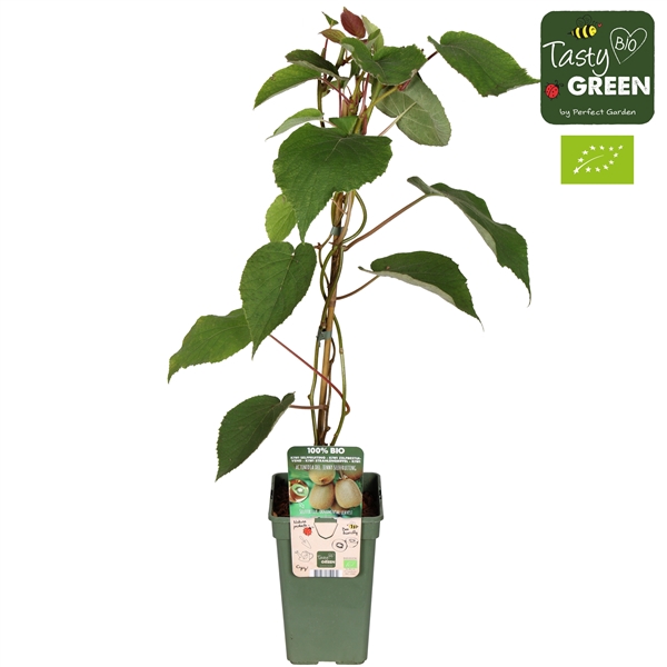 <h4>Actinidia deliciosa 'Jenny' Bio P19</h4>