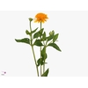 Heliopsis Gold