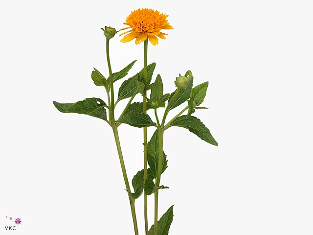 Heliopsis Hel Asahi