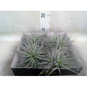 Tillandsia