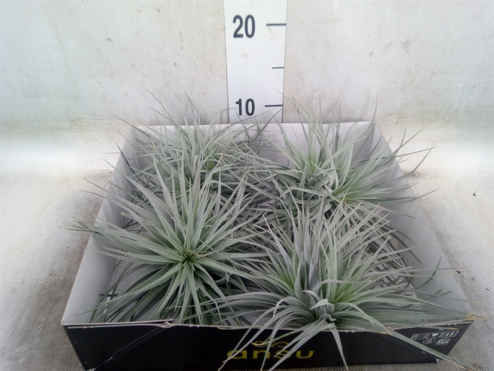<h4>Tillandsia</h4>
