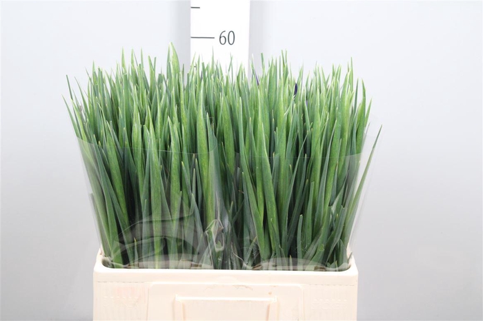 <h4>Iris Blue Magic</h4>