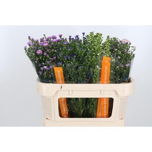 Aster Gemengd