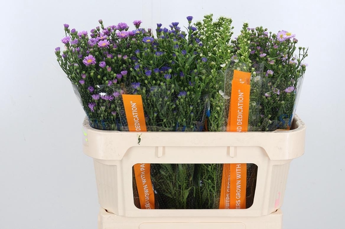 <h4>Aster Gemengd</h4>