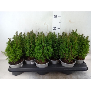 Chamaecyparis thyo. 'Alpica'