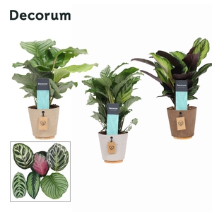 Calathea Mix in Ompot Charta (Decorum)