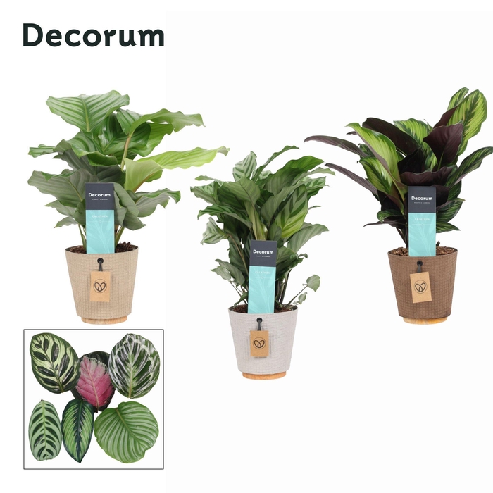 <h4>Calathea Mix in Ompot Charta (Decorum)</h4>