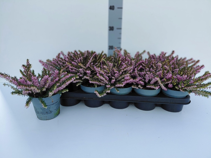 <h4>ERIC DA DARLEY DALE</h4>