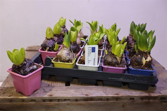 <h4>Hyacin Gem 5 Kl</h4>