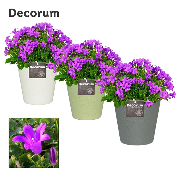 <h4>Campanula Porto LL in Ruby Decorum</h4>