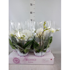 Phalaenopsis   ...white