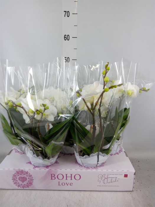 <h4>Phalaenopsis   ...white</h4>