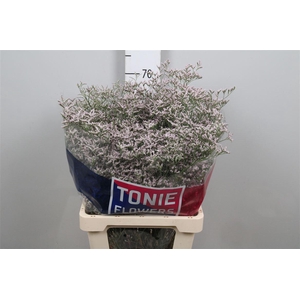 Lim Tall Pink Emille