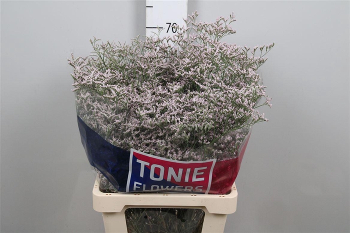 <h4>Lim Tall Pink Emille</h4>