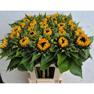 HELIAN AN SUNRICH OR