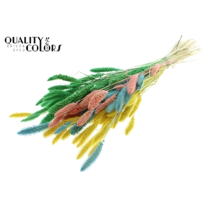 Setaria per bunch Bleached  Pastel Fluor