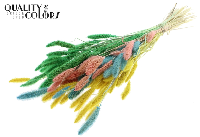 Setaria per bunch Bleached  Pastel Fluor