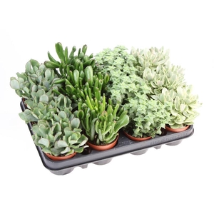 Crassula gemengd P9 Crassula mix, CR8001
