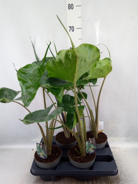 <h4>Alocasia macrorrhiza 'Stingray'</h4>