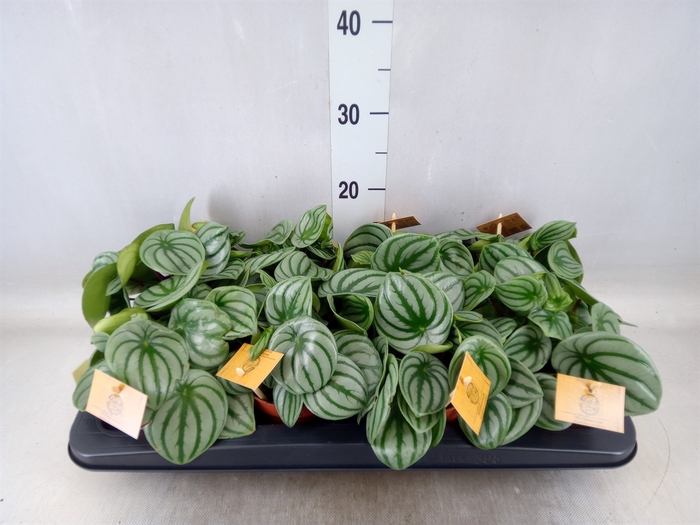 <h4>Peperomia argyreia</h4>