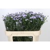 Aster Baby Blue