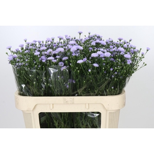 Aster Baby Blue