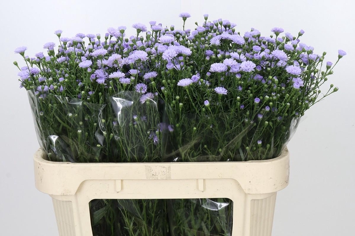 <h4>Aster Baby Blue</h4>
