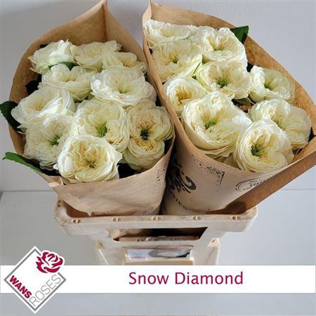 <h4>R Gr Bu Snow Diamond</h4>