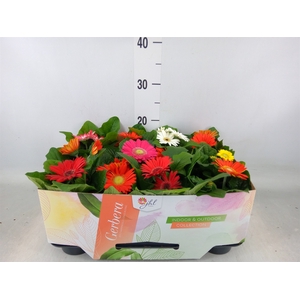 Gerbera  'Open Air'   ...mix