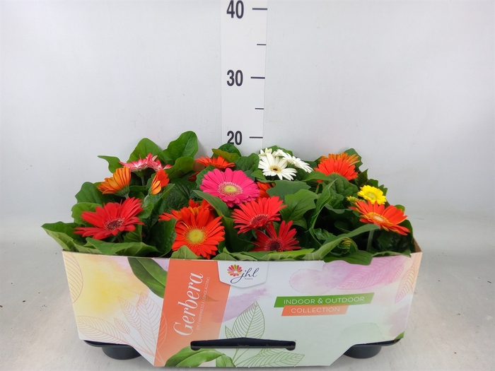 <h4>Gerbera  'Open Air'   ...mix</h4>