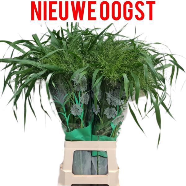 <h4>Panicum Fontaine Komt Goed</h4>