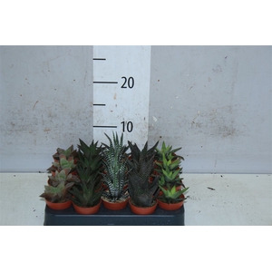 Haworthia Gemengd