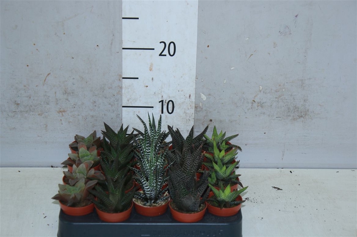 <h4>Haworthia Gemengd</h4>