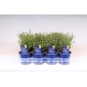 Thuja Occ Mr Bowling Ball