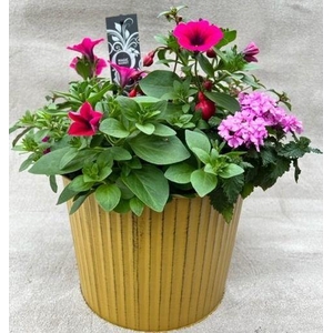 Tuinplanten Mix in een gekleurde zinken emmer laag