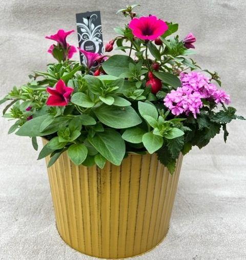 <h4>Tuinplanten Mix in een gekleurde zinken emmer laag</h4>