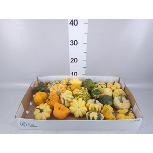 Cucurbita