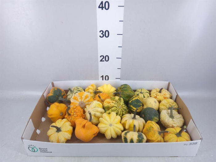 <h4>Cucurbita</h4>