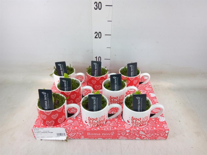 <h4>Arr.  Hyacinthus L%</h4>