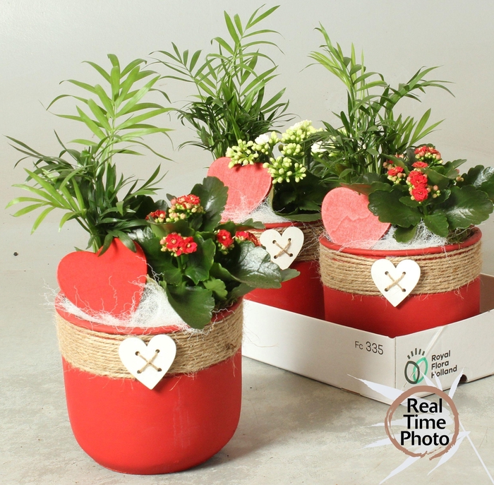 <h4>ARR KAMERPL</h4>