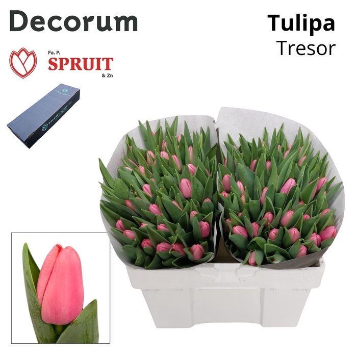 <h4>TU EN TRESOR M Box 50</h4>