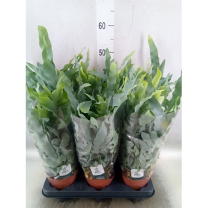 Phlebodium aureum 'Blue Star'