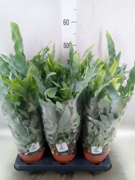 <h4>Phlebodium aureum 'Blue Star'</h4>