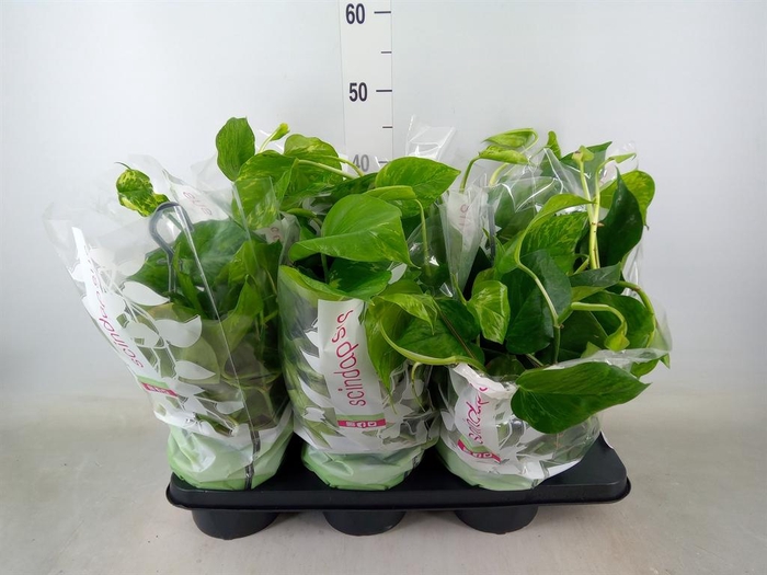 <h4>Epipremnum   ...</h4>