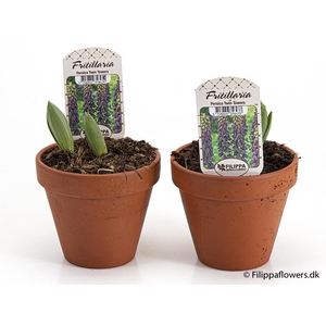 FRITILLARIA PERSICA P12 TWIN TOWERS